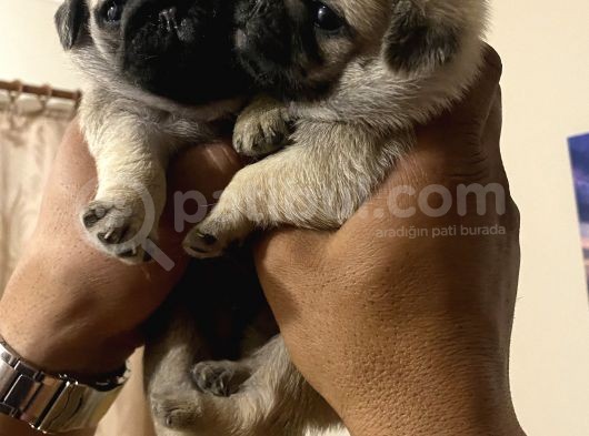 Pug Mops görsel