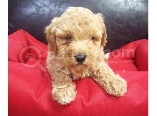 Irk Ve Sağlık Garantili Maltipoo Yavrular