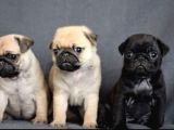Irk Ve Sağlık Garantili Pug Yavrular