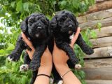 Black Poodle Zari̇f Bebekler