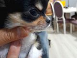 Yavru Yeti̇şki̇n Şi̇vava Chihuahua Mevcut