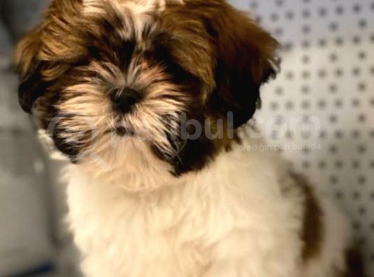 Sevi̇mli̇ Irk Shi̇h Tzu