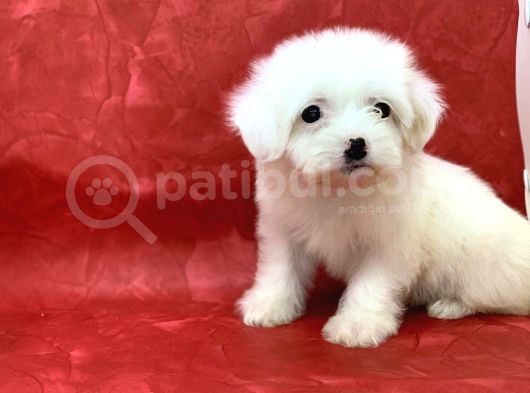 Kar Beyaz Di̇şi̇ Maltese Terrier Yavrumuz görsel
