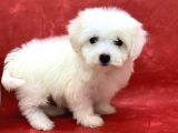 Kar Beyaz Di̇şi̇ Maltese Terrier Yavrumuz
