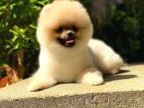 6 Aylık Pomeranian Oğlum Thor