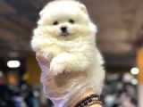 Tedybear Pomerani̇an Boo Yavrularimiz