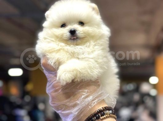 Tedybear Pomerani̇an Boo Yavrularimiz görsel
