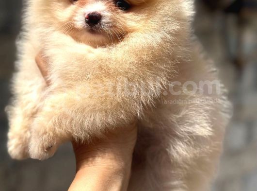 Tedybear Pomerani̇an Boo Yavrularimiz görsel