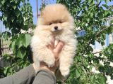 Sevimli Pomeranian Spitz Erkek Yavrumuz