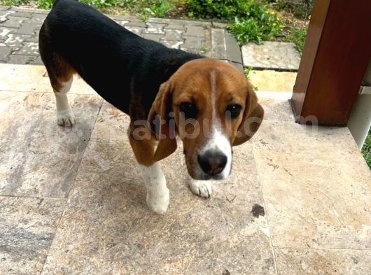 6 Aylık Dişi Beagle Yavrusu görsel