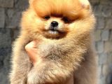 TEDYBEAR POMERANİAN BOO YAVRULARIMIZ