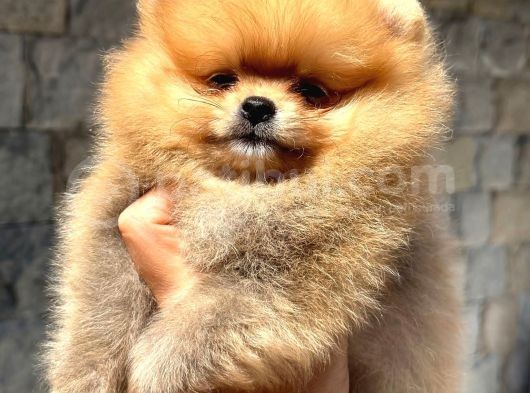 Tedybear Pomerani̇an Boo Yavrularimiz