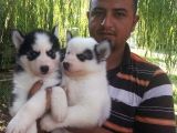 Safkan Husky  Yavruları Burkemden