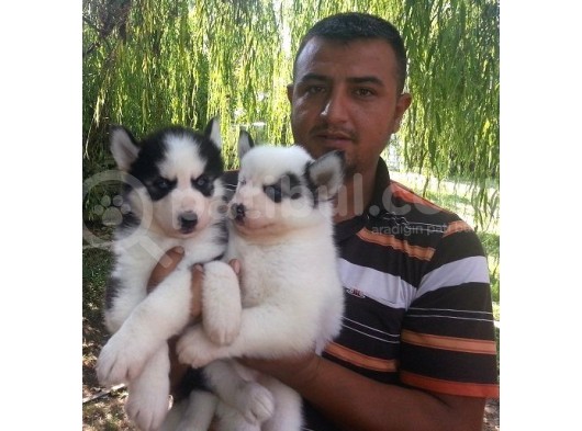 Safkan Husky  Yavruları Burkemden görsel