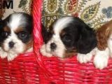 Safkan Cavalier King Yavruları Burkemden