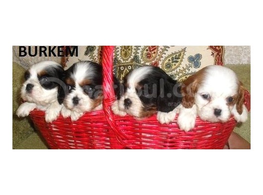 Safkan Cavalier King Yavruları Burkemden görsel