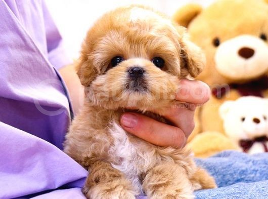 Gülen Surat Toy Poodle Mi̇nnaklarimiz görsel