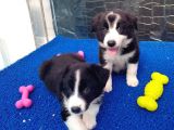 Orji̇nal Border Collie Yavrularücretsi̇z Deği̇ldi̇r
