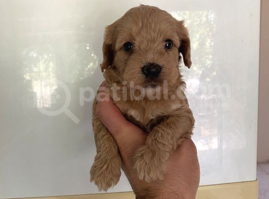 Malti̇po Dünyasina Hoşgeldi̇n görsel