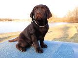 Show Güzelli̇kte Labrador Retriever Bebekler