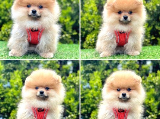 Show Kalite Pomeranian Boo Yavrular