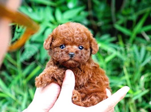 Ayi Surat Sevi̇mli̇ Toy Poodle Yavrular