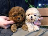 Sevecen Toy Poodle Mi̇nnaklar