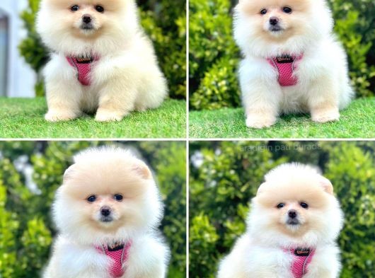 Show Kalite Pomeranian Boo Yavrular