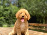 AŞILI BEBEK SURATLI TOY POODLE YAVRULAR