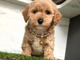 0 Numara Mi̇ni̇ Boy Malti̇poo Yavrular
