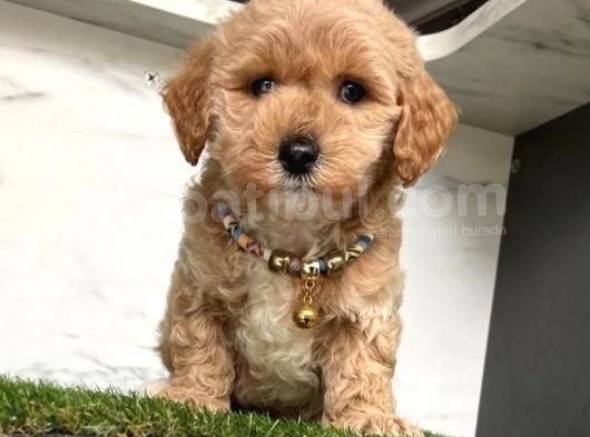 0 Numara Mi̇ni̇ Boy Malti̇poo Yavrular görsel