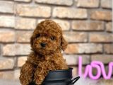 Birbirinden güzel orjinal ırk toy poodle bebekler
