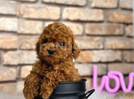 Birbirinden Güzel Orjinal Irk Toy Poodle Bebekler