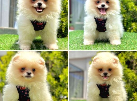Show Kalite Pomeranian Boo Yavrular