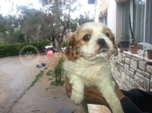 Safkan Cavalier King Yavruları Burkemden