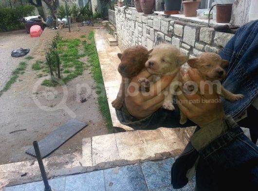 Safkan Poodle Yavruları Burkemden görsel