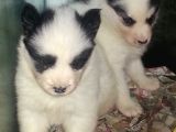 Safkan Husky  Yavruları Burkemden
