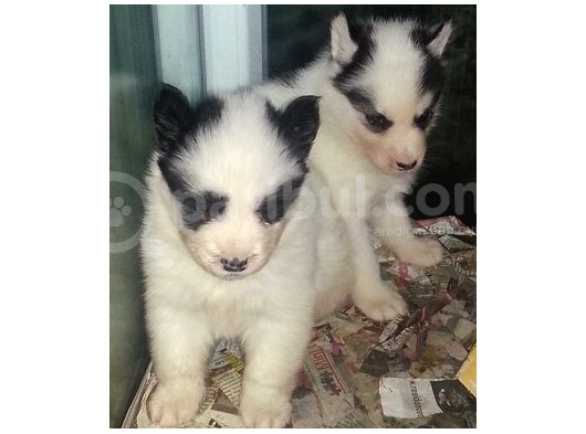 Safkan Husky  Yavruları Burkemden görsel