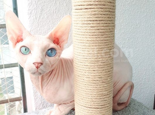 Erkek Yavru Odd Eyes Babasından görsel
