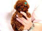 Star Güzelli̇kteki̇ Kore Kani Toy Poodle Yavrulari̇mi̇z