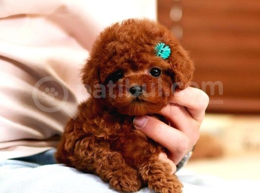 Star Güzelli̇kteki̇ Kore Kani Toy Poodle Yavrulari̇mi̇z
