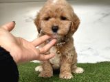 0 Numara Mi̇ni̇ Boy Malti̇poo Yavrular