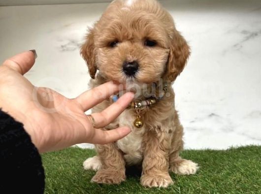 0 Numara Mi̇ni̇ Boy Malti̇poo Yavrular görsel