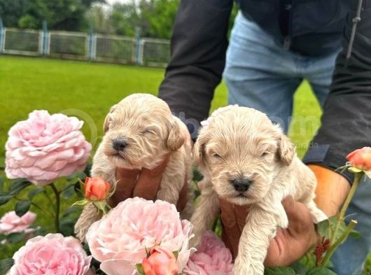Sevecen Malti̇poo Yavrular görsel