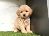 0 Numara Mi̇ni̇ Boy Malti̇poo Yavrular