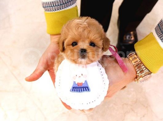 Kali̇tesi̇ Tartişilmaz Düzeydeki̇ Toy Poodle Bebekler görsel