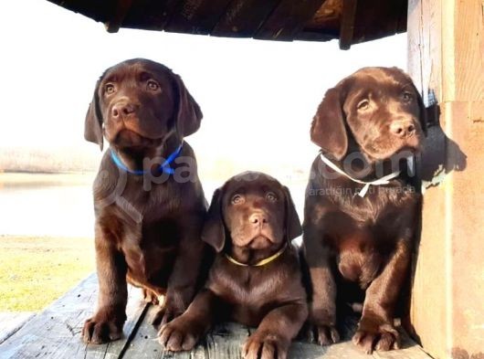 Show Güzelli̇kte Labrador Retriever Bebekler
