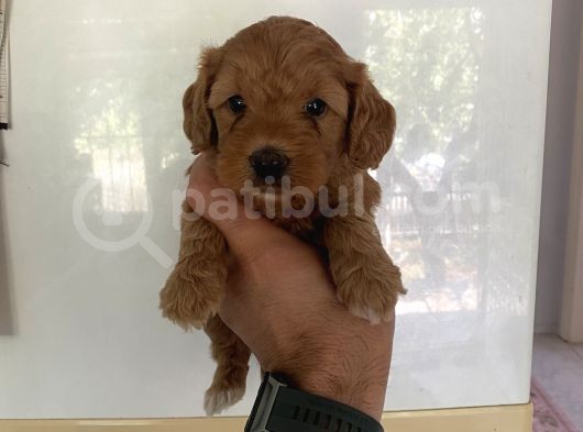 Malti̇po Dünyasina Hoşgeldi̇n