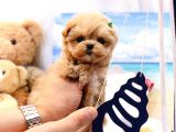 Saglik Ve İrk Garanti̇li̇ Toy Poodle Yavrularimiz