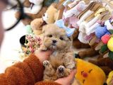 Show Kalite Toy Poodle Bebeklerim